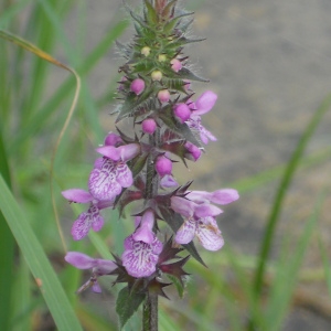 Photographie n°74630 du taxon Stachys palustris L. [1753]