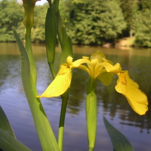 Photographie n°74636 du taxon Iris pseudacorus L. [1753]