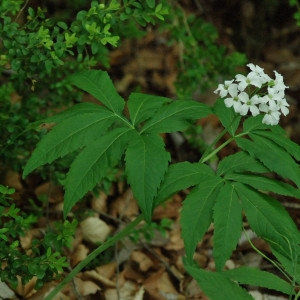 Photographie n°74637 du taxon Cardamine heptaphylla (Vill.) O.E.Schulz