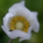  Liliane Roubaudi - Anemone sylvestris L. [1753]