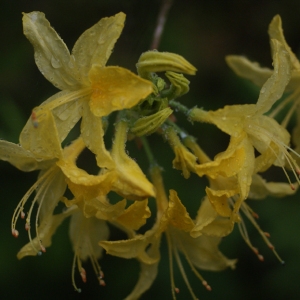 Rhododendron molle (Blume) G.Don