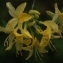  Liliane Roubaudi - Azalea mollis Blume [1823]
