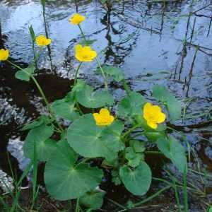 Photographie n°74653 du taxon Caltha palustris L. [1753]