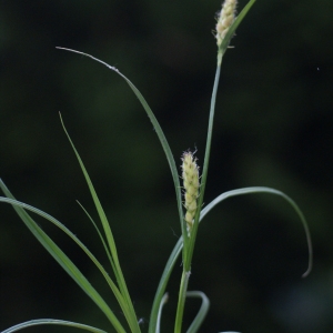 Photographie n°74657 du taxon Carex hirta L. [1753]