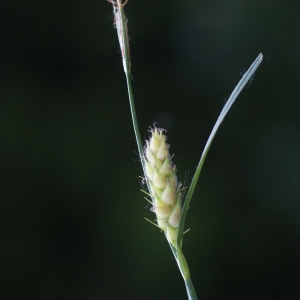 Photographie n°74660 du taxon Carex hirta L. [1753]