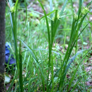 Photographie n°74662 du taxon Carex L. [1753]