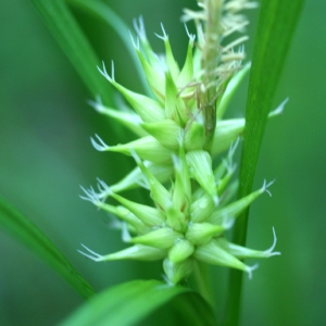 Carex sp. (Laiche)