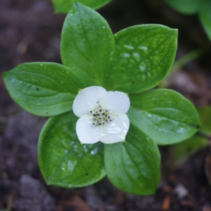 Cornus suecica L.