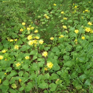 Photographie n°74675 du taxon Doronicum pardalianches L. [1753]