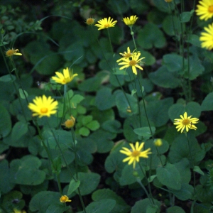 Photographie n°74677 du taxon Doronicum pardalianches L. [1753]