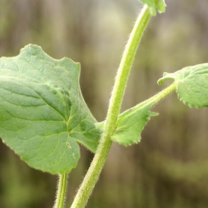 Photographie n°74680 du taxon Doronicum pardalianches L. [1753]