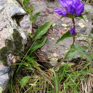 Photographie n°74681 du taxon Campanula glomerata subsp. glomerata