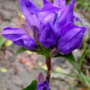 Photographie n°74682 du taxon Campanula glomerata subsp. glomerata