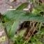  Alain Bigou - Campanula glomerata subsp. glomerata