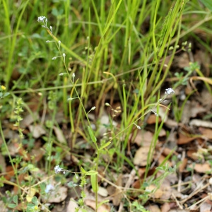 Photographie n°74685 du taxon Myosotis arvensis (L.) Hill [1764]