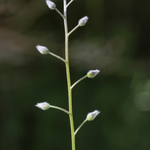 Photographie n°74687 du taxon Myosotis arvensis (L.) Hill [1764]