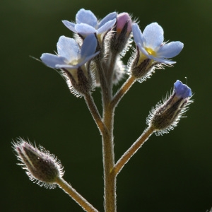 Photographie n°74688 du taxon Myosotis arvensis (L.) Hill [1764]