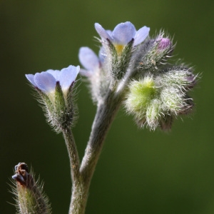 Photographie n°74689 du taxon Myosotis arvensis (L.) Hill [1764]