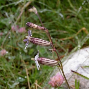  - Silene ciliata subsp. ciliata