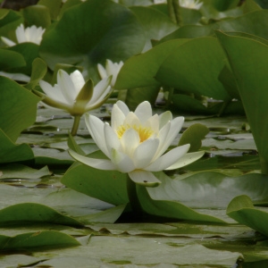 Photographie n°74695 du taxon Nymphaea L. [1753]