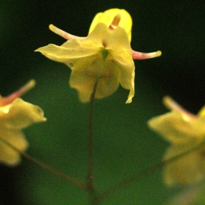  - Epimedium L. [1753]