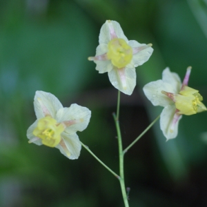 Epimedium sp.