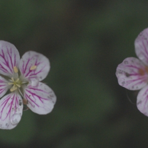 Erodium reichardi DC.