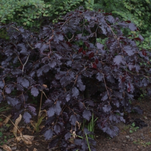 Photographie n°74712 du taxon Fagus sylvatica var. purpurea Dum.Cours. [1811]