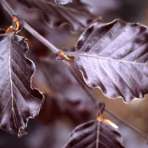  - Fagus sylvatica var. purpurea Dum.Cours. [1811]