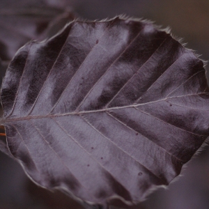  - Fagus sylvatica var. purpurea Dum.Cours. [1811]