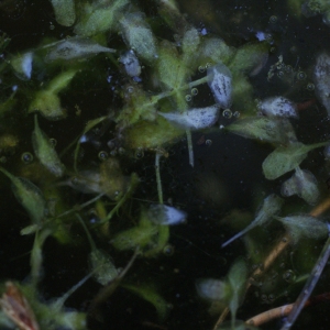 Lemna intermedia Ruthe (Lenticule à trois lobes)