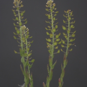 Photographie n°74725 du taxon Lepidium campestre (L.) R.Br. [1812]