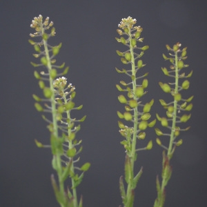 Photographie n°74726 du taxon Lepidium campestre (L.) R.Br. [1812]