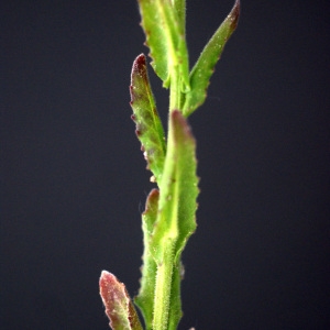 Photographie n°74727 du taxon Lepidium campestre (L.) R.Br. [1812]