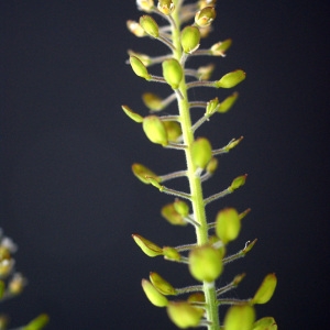 Photographie n°74728 du taxon Lepidium campestre (L.) R.Br. [1812]