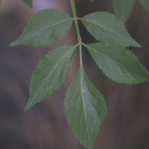 Photographie n°74746 du taxon Sambucus nigra L. [1753]