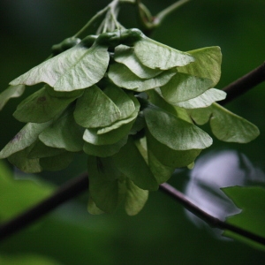 Photographie n°74768 du taxon Acer opalus Mill. [1768]