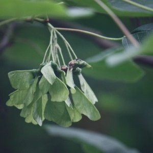 Photographie n°74772 du taxon Acer opalus Mill. [1768]