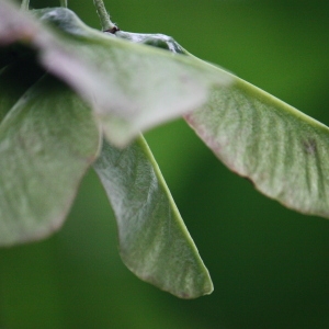 Photographie n°74773 du taxon Acer opalus Mill. [1768]