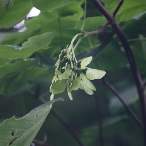 Photographie n°74774 du taxon Acer opalus Mill. [1768]