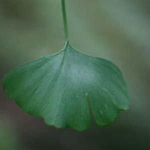 Photographie n°74780 du taxon Ginkgo biloba L. [1771]