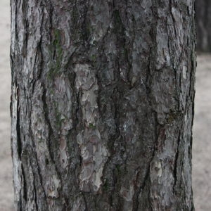 Photographie n°74791 du taxon Pinus nigra J.F.Arnold [1785]