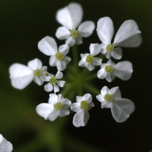 Photographie n°74797 du taxon Scandix balansae Reut. ex Boiss. [1872]