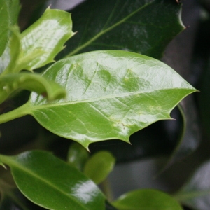 Photographie n°74811 du taxon Ilex aquifolium L. [1753]