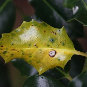 Photographie n°74814 du taxon Ilex aquifolium L. [1753]