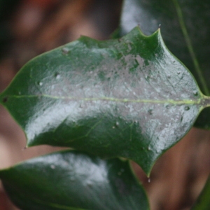 Photographie n°74815 du taxon Ilex aquifolium L. [1753]