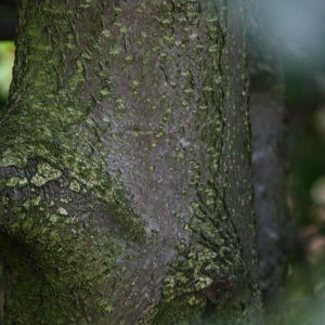 Photographie n°74818 du taxon Ilex aquifolium L. [1753]