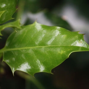 Photographie n°74823 du taxon Ilex aquifolium L. [1753]