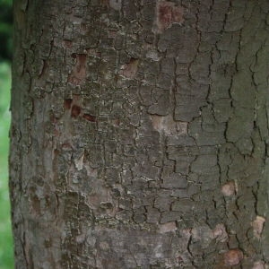 Photographie n°74826 du taxon Acer pseudoplatanus L. [1753]