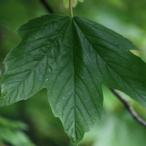 Photographie n°74829 du taxon Acer pseudoplatanus L. [1753]